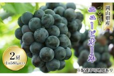 ぶどう 2025年 先行予約 つる付き ニュー ピオーネ 2房入り（1房 580g以上 露地栽培） ブドウ 葡萄  岡山県産 国産 フルーツ 果物 ギフト [№5735-1610]