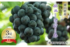 ぶどう 2025年 先行予約 ご家庭用 ニュー ピオーネ 優品 3房入り（1房 530g以上 露地栽培） ブドウ 葡萄  岡山県産 国産 フルーツ 果物 [№5735-1615]