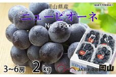 ぶどう 2025年 先行予約 ニュー ピオーネ 3房～6房 約2kg 8月下旬～10月上旬発送 ブドウ 葡萄  岡山県産 国産 フルーツ 果物 ギフト [№5735-1668]