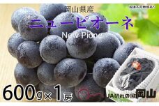 ぶどう 2025年 先行予約 ニュー ピオーネ 約600g×1房 8月下旬～10月上旬発送 ブドウ 葡萄  岡山県産 国産 フルーツ 果物 ギフト [№5735-1674]