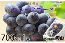 ぶどう 2025年 先行予約 ニュー ピオーネ 約700g×1房 8月下旬～10月上旬発送 ブドウ 葡萄  岡山県産 国産 フルーツ 果物 ギフト [№5735-1673]