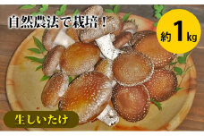 生しいたけ 約1kg 菌床栽培 自然農法 [№5735-1719]