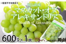 ぶどう 2025年 先行予約 マスカット ・オブ・アレキサンドリア 約600g×1房 8月下旬～9月下旬発送 ブドウ 葡萄  岡山県産 国産 フルーツ 果物 ギフト [№5735-1749]