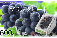 ぶどう 2025年 先行予約 ブラックビート 約600g×1房 ブドウ 葡萄  岡山県産 国産 フルーツ 果物 ギフト [№5735-1754]
