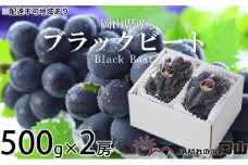 ぶどう 2025年 先行予約 ブラックビート 約500g×2房 ブドウ 葡萄  岡山県産 国産 フルーツ 果物 ギフト [№5735-1757]