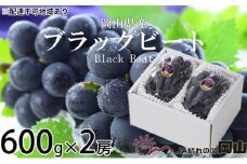 ぶどう 2025年 先行予約 ブラックビート 約600g×2房 ブドウ 葡萄  岡山県産 国産 フルーツ 果物 ギフト [№5735-1758]