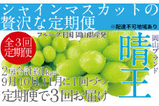 ぶどう 定期便3回［2024年］9月・10月・11月発送 シャインマスカット 晴王 2房（合計約1kg）岡山県産[№5735-1683] 
