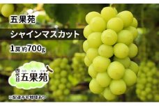 ぶどう 2025年 先行予約 シャイン マスカット 1房 約700g  ぶどう フルーツ 果物 贈り物 ギフト 岡山 五果苑 [№5735-1860]
