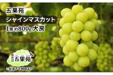 ぶどう 2025年 先行予約 シャインマスカット 1房 約800g 大房 ぶどう フルーツ 果物 贈り物 ギフト 岡山 五果苑 [№5735-1862]