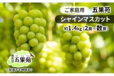 ぶどう 2025年 先行予約 ご家庭用 シャインマスカット 約1.4kg（2房～数房） ぶどう フルーツ 果物 岡山 五果苑 [№5735-1865]