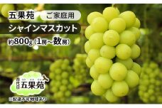 ぶどう 2025年 先行予約 ご家庭用 シャインマスカット 約800g（1房～数房） ぶどう フルーツ 果物 岡山 五果苑 [№5735-1866]