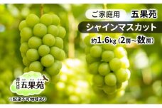 ぶどう 2025年 先行予約 ご家庭用 シャインマスカット 約1.6kg（2房～数房） ぶどう フルーツ 果物 岡山 五果苑 [№5735-1867]