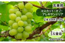 ぶどう 2025年 先行予約 マスカット・オブ・アレキサンドリア 2房 合計約1.0kg ぶどう フルーツ 果物 贈り物 ギフト 岡山 五果苑 [№5735-1869]
