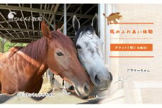 馬 の ふれあい体験 チケット 1枚(1名様分) 体験 うま ケイメイ牧場[№5735-1875]