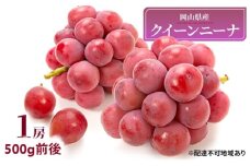 ぶどう 2025年 先行予約 クイーンニーナ 1房 500g前後 ブドウ 葡萄  岡山県産 国産 フルーツ 果物 ギフト [№5735-1890]