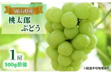 ぶどう 2025年 先行予約 桃太郎 ぶどう 1房 500g前後 ブドウ 葡萄  岡山県産 国産 フルーツ 果物 ギフト [№5735-1889]