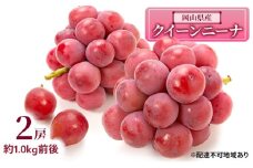ぶどう 2025年 先行予約 クイーンニーナ 2房 約1.0kg前後 ブドウ 葡萄  岡山県産 国産 フルーツ 果物 ギフト [№5735-1891]
