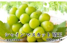 ぶどう 2025年 先行予約 シャイン マスカット 晴王 600g以上×1房 種無し ブドウ 葡萄  岡山県産 国産 フルーツ 果物 ギフト デザート 果実 美しい 大粒 高糖度 皮ごと パリッ 弾力 食感 食べやすい 人気  [№5735-1880]