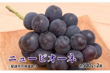 ぶどう 2025年 先行予約 ニュー ピオーネ 約500g×2房 種無し ブドウ 葡萄  岡山県産 国産 フルーツ 果物 ギフト [№5735-1883]