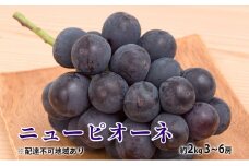 ぶどう 2025年 先行予約 ニュー ピオーネ 約2kg 3～6房 種無し ブドウ 葡萄  岡山県産 国産 フルーツ 果物 ギフト [№5735-1884]