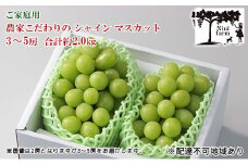 ぶどう 2025年 先行予約 【平均糖度20度】ご家庭用 農家こだわりの シャイン マスカット 3～5房 合計約2.0kg ブドウ 葡萄 岡山県産 国産 フルーツ 果物 【 Nini farm 農家 直送 】 [№5735-1949]