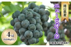 ぶどう 2025年 先行予約 ニューピオーネ4房(1房480g以上) ブドウ 葡萄 岡山県産 国産 フルーツ 果物 ギフト [№5735-2005]