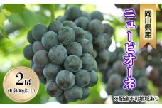 ぶどう 2025年 先行予約 ニューピオーネ2房(1房480g以上) 化粧箱入り ブドウ 葡萄 岡山県産 国産 フルーツ 果物 ギフト [№5735-2006]