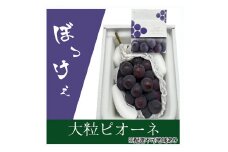 ぶどう 2025年 先行予約 ぼっけえ大粒ニューピオーネ1房(800g以上) 化粧箱入り ブドウ 葡萄 岡山県産 国産 フルーツ 果物 ギフト [№5735-2007]