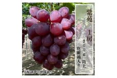 ぶどう 2025年 先行予約 紫苑1房（700ｇ以上）化粧箱入り ブドウ 葡萄 岡山県産 国産 フルーツ 果物 ギフト[№5735-2009]