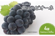 ぶどう 2025年 先行予約 ニューピオーネ 4房(1房480g以上) ブドウ 葡萄 岡山県産 国産 フルーツ 果物 ギフト [№5735-2044]