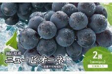 ぶどう 2025年 先行予約 ニューピオーネ 2房(1房480g以上) 化粧箱入り ブドウ 葡萄 岡山県産 国産 フルーツ 果物 ギフト [№5735-2045]