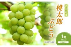 ぶどう 2025年 先行予約 桃太郎ぶどう 1房(700g以上) 化粧箱入り ブドウ 葡萄 岡山県産 国産 フルーツ 果物 ギフト [№5735-2049]