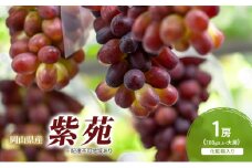 ぶどう 2025年 先行予約 紫苑 1房(700g以上) 化粧箱入り ブドウ 葡萄 岡山県産 国産 フルーツ 果物 ギフト [№5735-2051]