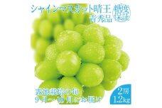 2025年 先行予約受付中 シャインマスカット晴王 2房 約1.2kg 岡山県産 種無し 皮ごと食べる みずみずしい 甘い フレッシュ 瀬戸内 晴れの国 おかやま 果物大国 ハレノフルーツ [№5735-2158]