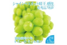 2025年 先行予約受付中 シャインマスカット晴王 2房 約1.3kg 岡山県産 種無し 皮ごと食べる みずみずしい 甘い フレッシュ 瀬戸内 晴れの国 おかやま 果物大国 ハレノフルーツ [№5735-2159]