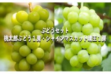 ぶどう 【2025年 早期受付】 ぶどうセット  桃太郎ぶどう 1房 ・ シャインマスカット 晴王 1房（合計約1kg） ブドウ 葡萄 岡山県産 国産 フルーツ 果物 ギフト [№5735-2083]