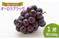ぶどう 【2025年 早期受付】 オーロラブラック 1房 約500g ブドウ 葡萄 岡山県産 国産 フルーツ 果物 ギフト [№5735-2086]