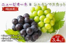 ぶどう 【2025年 先行予約】 ニュー ピオーネ 4房と シャインマスカット 2房(合計3.4kg以上) マスカット ブドウ 葡萄　岡山県産 国産 フルーツ 果物 ギフト [№5735-2130]
