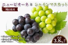 ぶどう 【2025年 先行予約】 ニュー ピオーネ 2房と シャインマスカット 4房(合計3.8kg以上) マスカット ブドウ 葡萄 岡山県産 国産 フルーツ 果物 ギフト [№5735-2131]