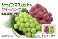 ぶどう 2025年 先行予約 シャインマスカット＆クイーンニーナ  各1房 約1.2kg ブドウ 葡萄 岡山県産 国産 フルーツ 果物 直送！せとうちバスケット [№5735-3263]
