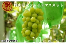 訳あり シャインマスカット 2房 合計1.1kg以上 産地直送 朝採れ ぶどう 葡萄 シャイン マスカット 岡山 Kawahara Green Farm 岡山県産 2025年 [№5735-3292]