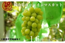 訳あり シャインマスカット 2～3房 合計1.6kg以上 産地直送 朝採れ ぶどう 葡萄 シャイン マスカット 岡山 Kawahara Green Farm 岡山県産 2025年 [№5735-3293]