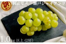 訳あり 瀬戸ジャイアンツ 2房 合計1.0kg以上 産地直送 朝採れ ぶどう 葡萄 岡山 Kawahara Green Farm 岡山県産 2025年 [№5735-3296]