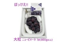 ぶどう 2025年 先行予約 ぼっけえ 大粒 ニューピオーネ 1房(800g以上) 化粧箱入り ブドウ 葡萄 岡山県産 国産 フルーツ 果物 ギフト[№5735-3269]