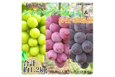 ぶどう 農家こだわりのシャインマスカット＆お任せ2品種  3房合計約1.2kg ブドウ 葡萄 岡山県産 国産 フルーツ 果物 ギフト 【 Nini farm 農家 直送 】[№5735-3308]