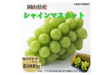 ぶどう 2025年 先行予約 【平均糖度20度】農家こだわりの シャインマスカット ご家庭用パック 合計約800g ブドウ 葡萄 岡山県産 国産 フルーツ 果物 ギフト 【 Nini farm 農家 直送 】[№5735-3307]