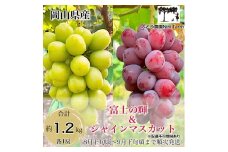 ぶどう 話題の品種 富士の輝＆こだわりのシャインマスカット 贈答ランク 合計約1.2kg ブドウ 葡萄 岡山県産 国産 フルーツ 果物 ギフト 【 Nini farm 農家 直送 】[№5735-3312]
