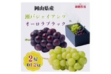 御贈答用 岡山県産 瀬戸ジャイアンツ オーロラブラック 2房入り(1.2kg以上) ぶどう ブドウ 葡萄 フルーツ 果物 岡山 瀬戸内市[№5735-3349]