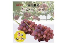 希少品種 御贈答用 岡山県産 冬ぶどう 紫苑 2房入り(1.2kg以上) ぶどう ブドウ 葡萄 フルーツ 果物 岡山 瀬戸内市[№5735-3348]