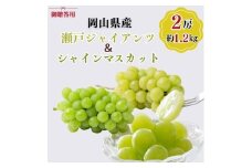 御贈答用 岡山県産 瀬戸ジャイアンツ シャインマスカット 2房入り(1.2kg以上) ぶどう ブドウ 葡萄 フルーツ 果物 岡山 瀬戸内市[№5735-3350]